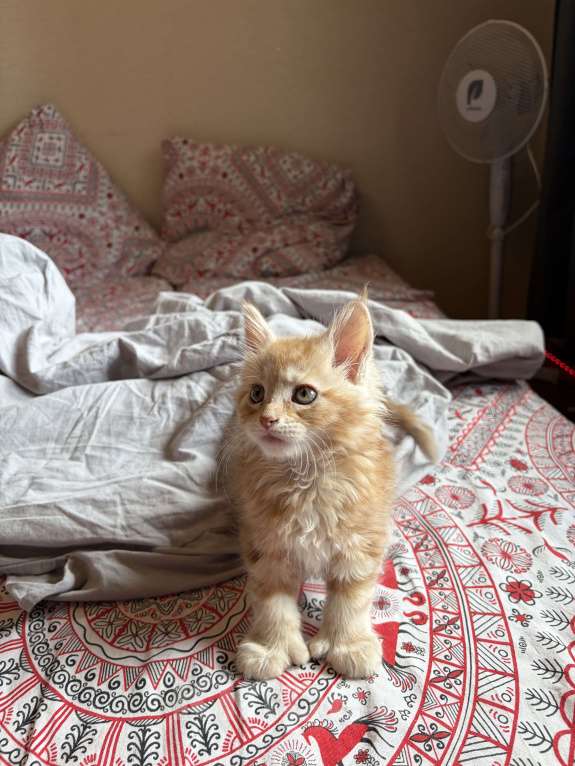 Кошки в Реутове: Котенок Полидакт Девочка, 12 000 руб. - фото 5