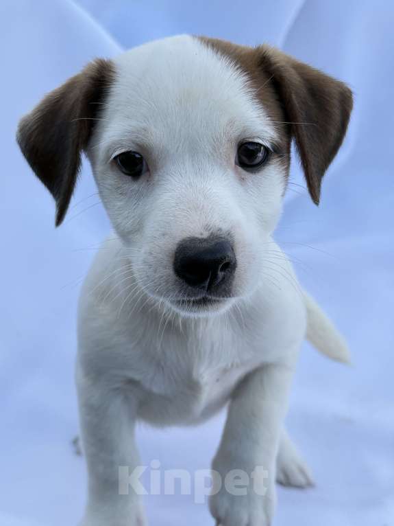 Собаки в Твери: Продаю девочку с документами  Девочка, 30 000 руб. - фото 2