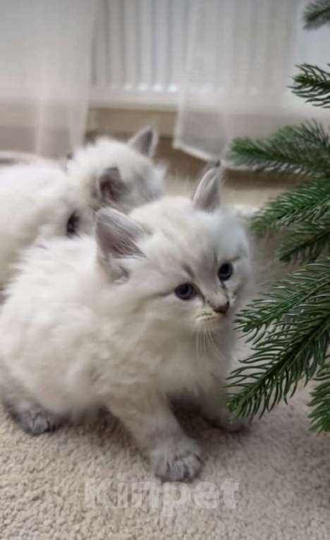 Кошки в Нижнем Новгороде: Рэгдолл котики очень нежные  Мальчик, 27 000 руб. - фото 2