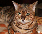 Кошки в Белгороде: вязка с бенгальским котом, 3 000 руб. - фото 1