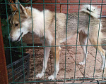 Собаки в Екатеринбурге: 2 молодые лайки, Бесплатно - фото 5