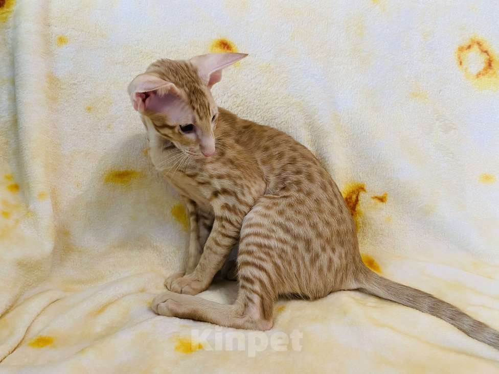 Кошки в других городах Московской области: Ориентальные котята экстрим с документами Мальчик, Бесплатно - фото 8