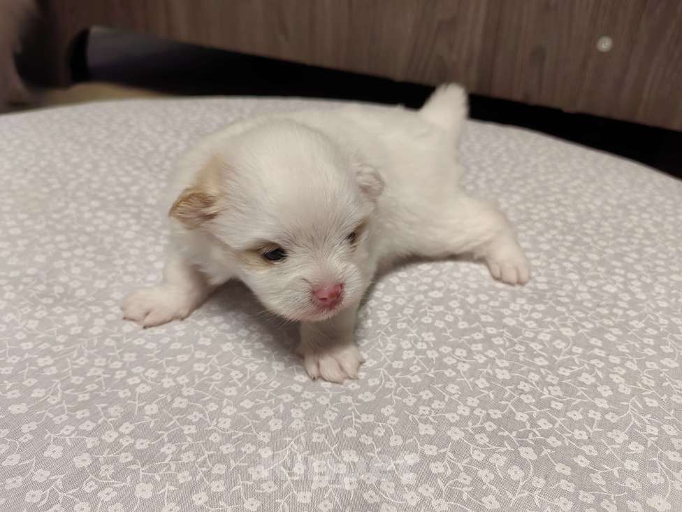 Собаки в Самаре: Немецкий шпиц Девочка, 50 000 руб. - фото 4