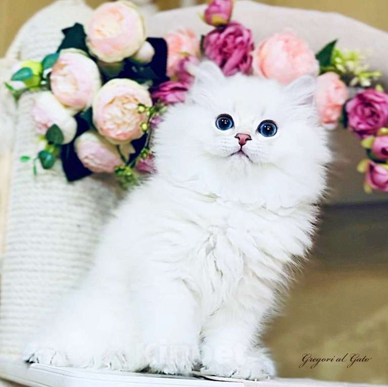 Кошки в Москве:   Британские длинношерстные белоснежки Мальчик, 55 000 руб. - фото 2