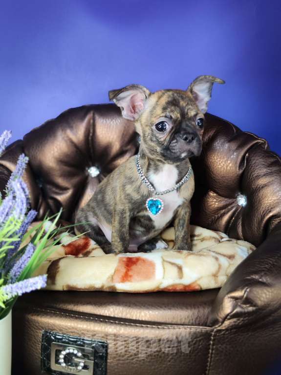 Собаки в Москве: Мальчики чихуахуа бейби фейс  Мальчик, 25 000 руб. - фото 5