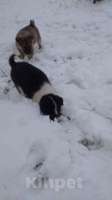 Собаки в Мыске: Щенок лайки Девочка, 800 руб. - фото 6