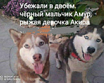 Собаки в Краснодаре: потеряны  Девочка, Бесплатно - фото 1