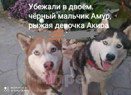 Собаки в Краснодаре: потеряны  Девочка, Бесплатно - фото 1