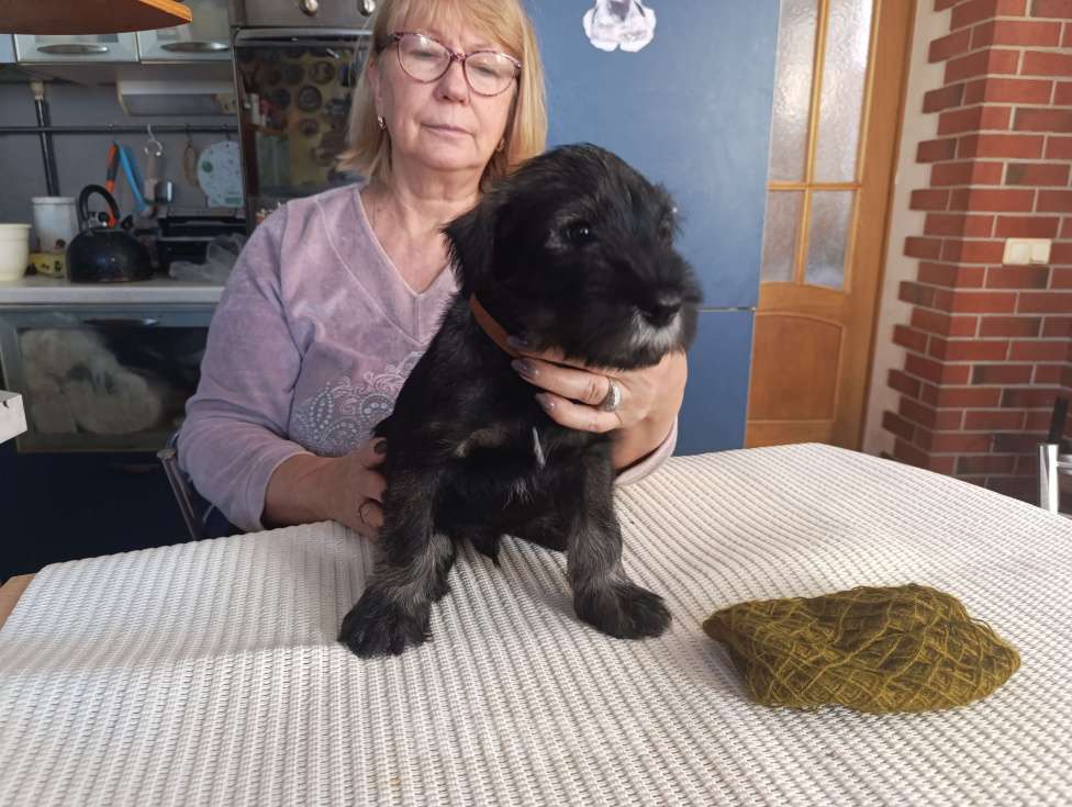 Собаки в Москве: Щенок миттельшнауцера ( шнауцера ) Мальчик, 50 000 руб. - фото 2