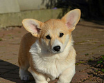 Собаки в Санкт-Петербурге: Девочка вельш корги пемброк Девочка, 80 000 руб. - фото 2