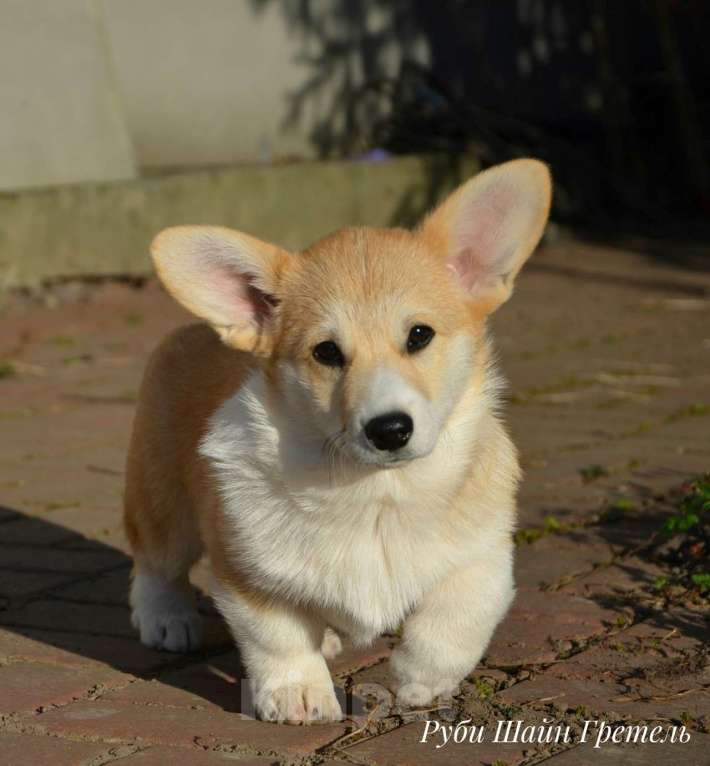 Собаки в Санкт-Петербурге: Девочка вельш корги пемброк Девочка, 80 000 руб. - фото 2