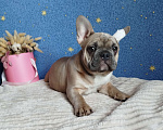 Собаки в Москве: Французский бульдог Мальчик, 60 000 руб. - фото 3