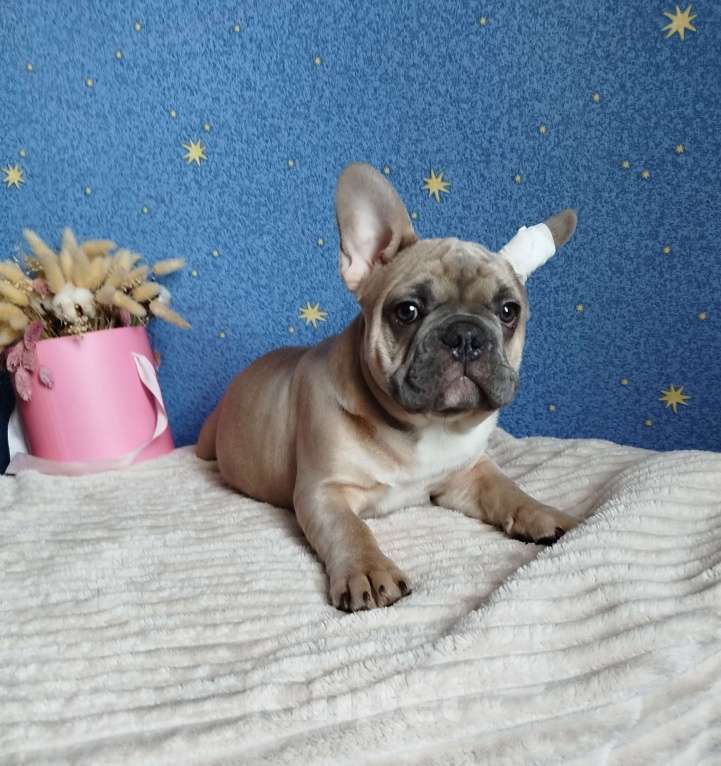 Собаки в Москве: Французский бульдог Мальчик, 60 000 руб. - фото 3