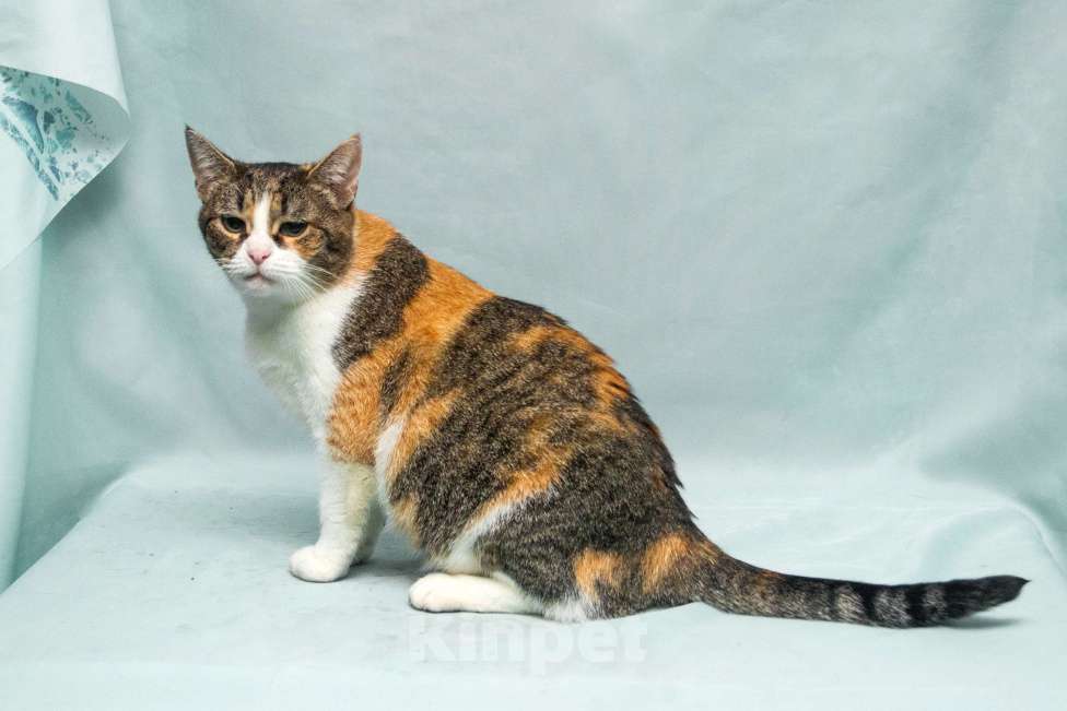 Кошки в Москве: Ума. Умная кошка Девочка, Бесплатно - фото 4