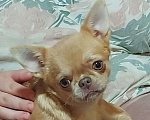 Собаки в Новосибирске: Девочка Чихуахуа  Девочка, Бесплатно - фото 1