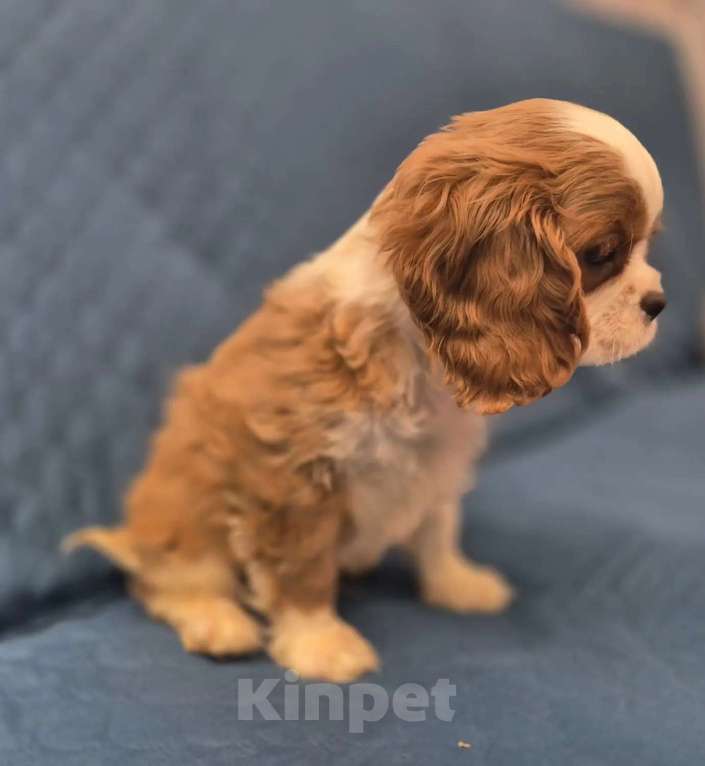 Собаки в Перми: Кавалер Кинг Чарльз спаниель, щенок Мальчик, Бесплатно - фото 3