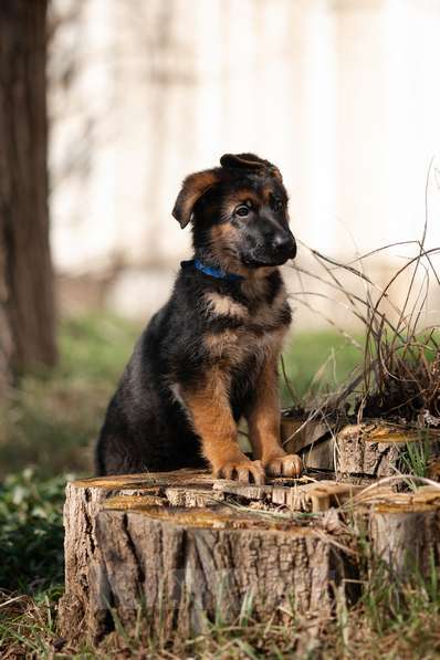 Собаки в Краснодаре: Щенки немецкой овчарки Разнополые, Бесплатно - фото 10