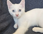 Кошки в Москве: Безумно красивый котенок Жасмин в добрые руки Девочка, Бесплатно - фото 3