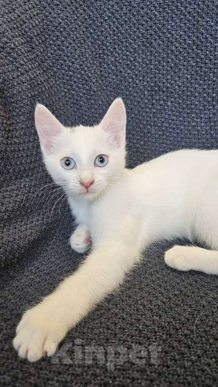 Кошки в Москве: Безумно красивый котенок Жасмин в добрые руки Девочка, Бесплатно - фото 3