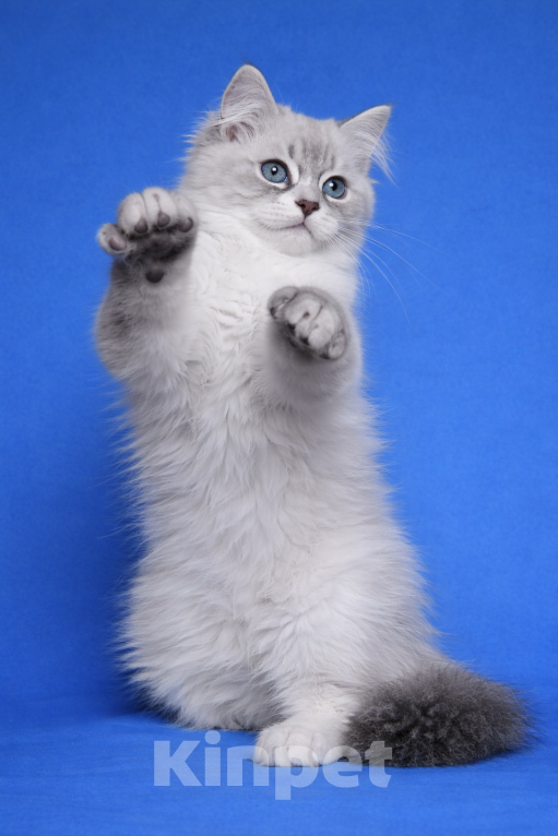 Кошки в Москве: Bonifaciy порода Невская Маскарадная Мальчик, Бесплатно - фото 2