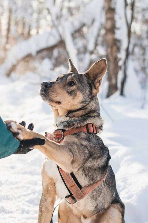 Собаки в Москве: Версаль ищет дом Мальчик, Бесплатно - фото 3