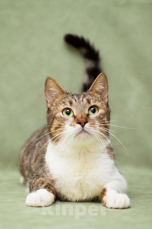 Кошки в Москве: Виолетта, кошачья фея Девочка, Бесплатно - фото 2