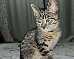 Кошки в Ижевске: Котенок в добрые руки  Мальчик, Бесплатно - фото 1