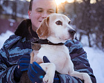 Собаки в Москве: Домашний Бигль в поисках нового дома, бесплатно, в добрые руки Мальчик, Бесплатно - фото 7