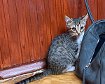 Кошки в Москве: Котята ищут дом Разнополые, Бесплатно - фото 3