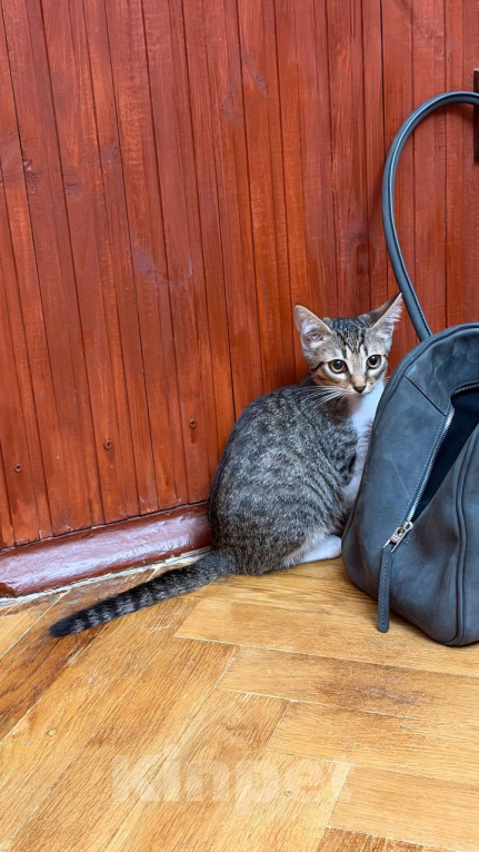 Кошки в Москве: Котята ищут дом Разнополые, Бесплатно - фото 3