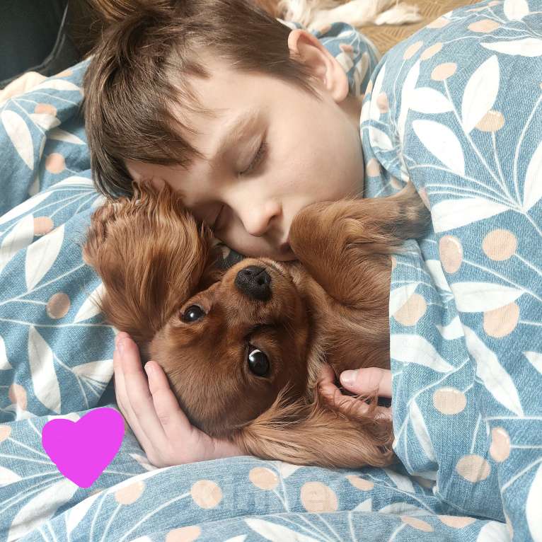 Собаки в Москве: Щенок кавалер кинг Чарльз спаниель Девочка, 95 000 руб. - фото 2