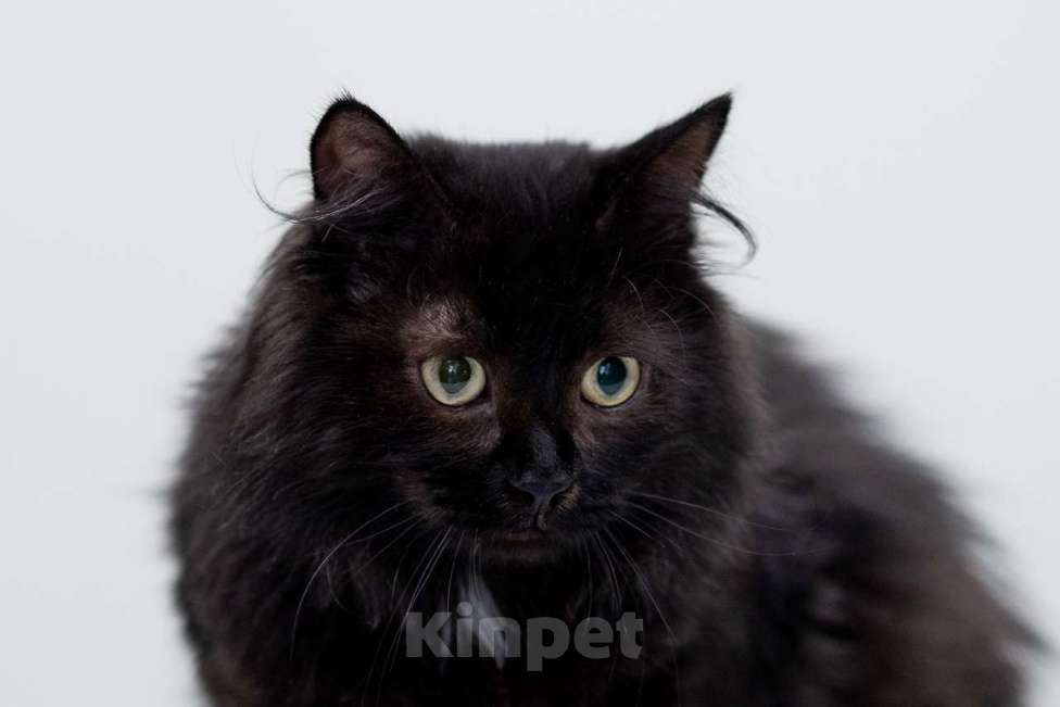 Кошки в Москве: кот Банан добрые руки Мальчик, Бесплатно - фото 4