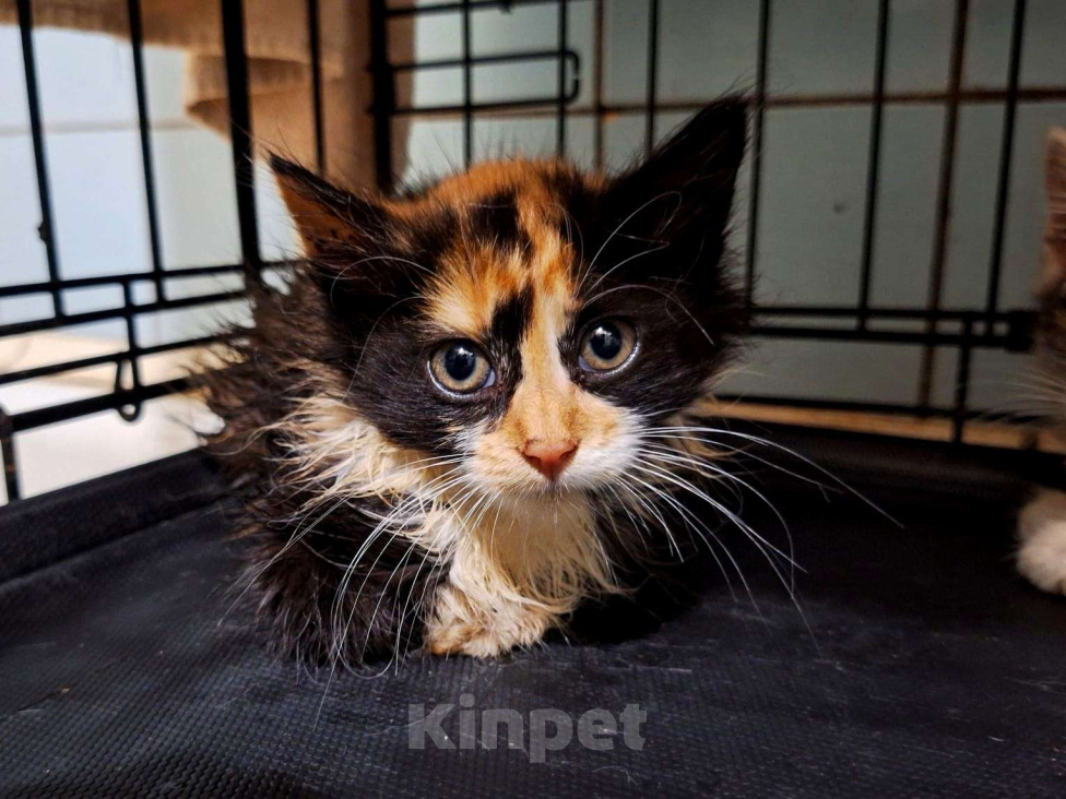Кошки в Москве: Котёнок Фиона в добрые руки  Девочка, Бесплатно - фото 1