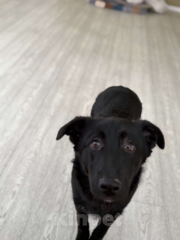 Собаки в Москве: Обаятельный Джерик ищет дом!  Мальчик, Бесплатно - фото 2