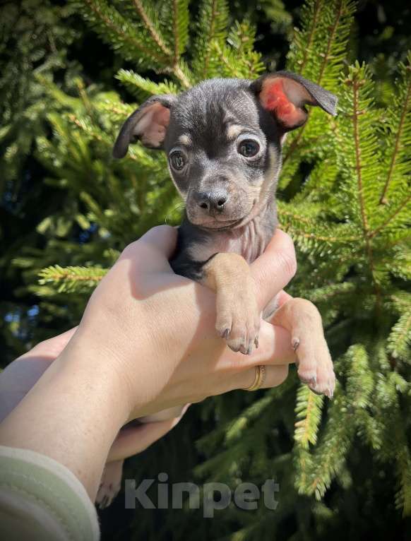 Собаки в Санкт-Петербурге: Щенок русского тоя Мальчик, 45 000 руб. - фото 1