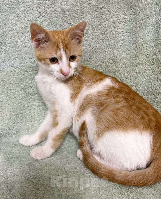 Кошки в Москве: Бело-рыжий котенок в добрые руки Мальчик, Бесплатно - фото 3