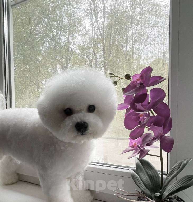 Собаки в Москве: Щенок Бишон Фризе (Мия) Девочка, 110 000 руб. - фото 4