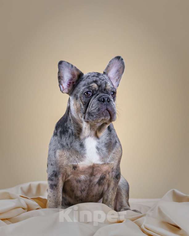 Собаки в Брянске: Робин  Мальчик, 90 000 руб. - фото 1