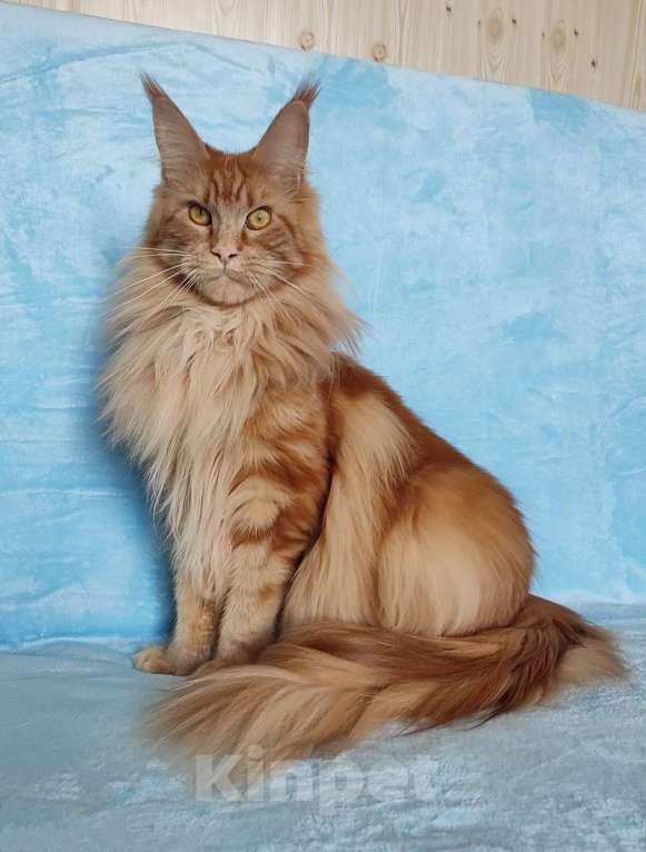 Кошки в Владимире: Девочка красавица Девочка, 8 000 руб. - фото 4