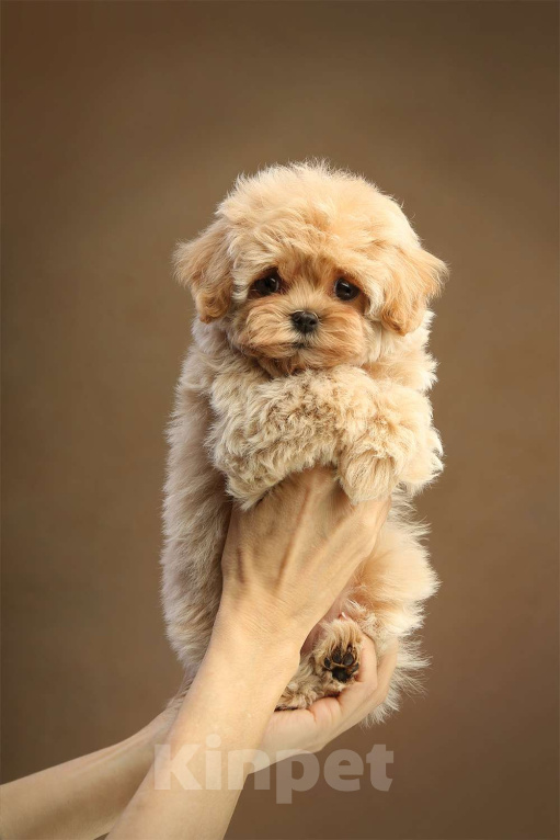 Собаки в Москве: Фортуна. Малышка-мальтипу фантастического песочного оттенка Девочка, 400 000 руб. - фото 3