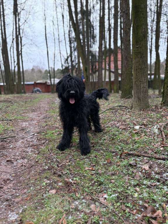 Собаки в Москве: Ризеншнауцер, щенок в в дар в надежные руки Девочка, Бесплатно - фото 3