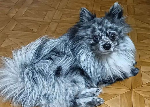 Собаки в других городах Тульской области: Щенки шпица померанского Мерле Разнополые, 20 000 руб. - фото 10