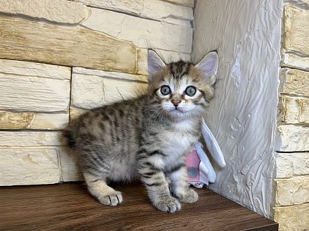 Кошечка курильский бобтейл