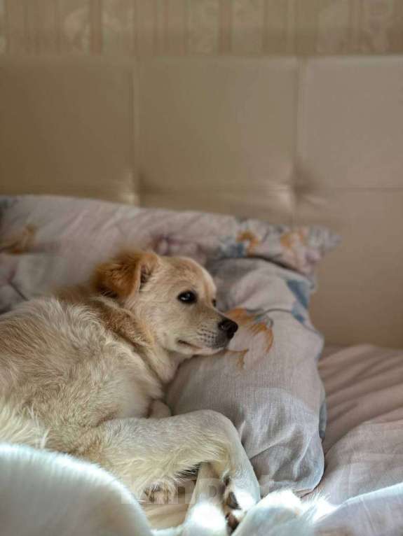 Собаки в Москве: Обратите внимание на пушистый комочек нежности под говорящим именем Персик!  Мальчик, Бесплатно - фото 3