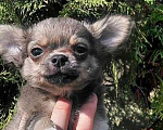 Собаки в Брянске: Чихуахуа мальчик Мальчик, 22 000 руб. - фото 1