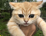 Кошки в Люберцах: Котята  британская шиншилла Девочка, 10 000 руб. - фото 2