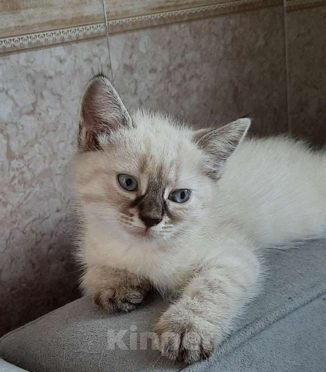 Кошки в Санкт-Петербурге: Красивые котята Мальчик, 10 000 руб. - фото 2