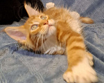 Кошки в Санкт-Петербурге: котенок мейн кун рыжий мальчик полидакт Мальчик, 60 руб. - фото 5