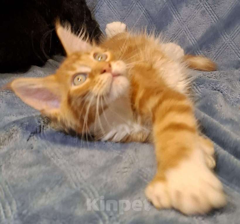 Кошки в Санкт-Петербурге: котенок мейн кун рыжий мальчик полидакт Мальчик, 60 руб. - фото 5