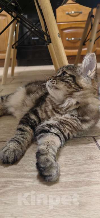 Кошки в Иркутске: Кошечка курильский бобтейл Девочка, 35 000 руб. - фото 2